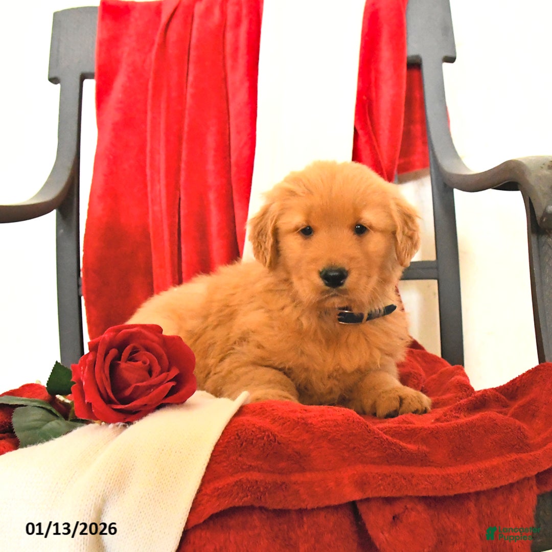 Golden Retriever dogs for sale: Jeff - Ad 2