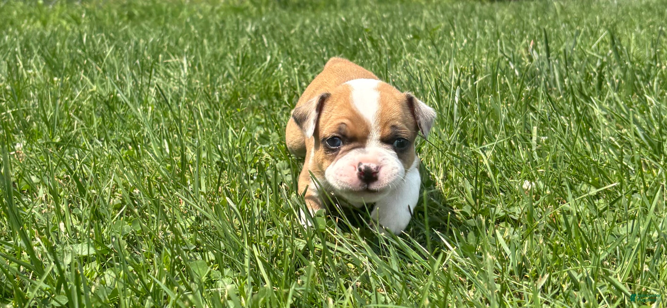 Frenchton dogs Zotz - Ad 2