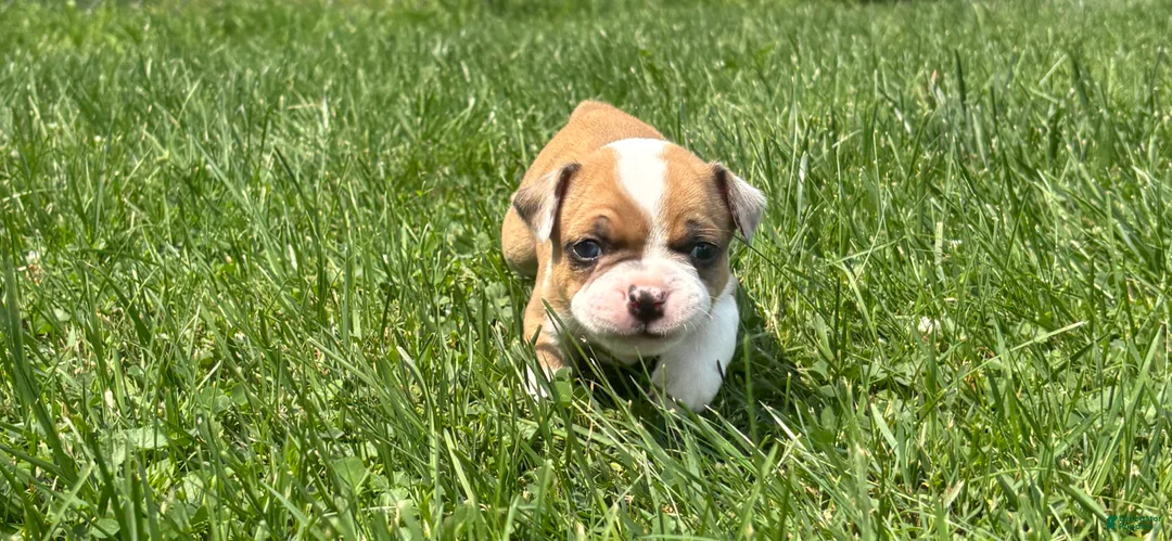 Frenchton dogs for sale: Zotz - Ad 2