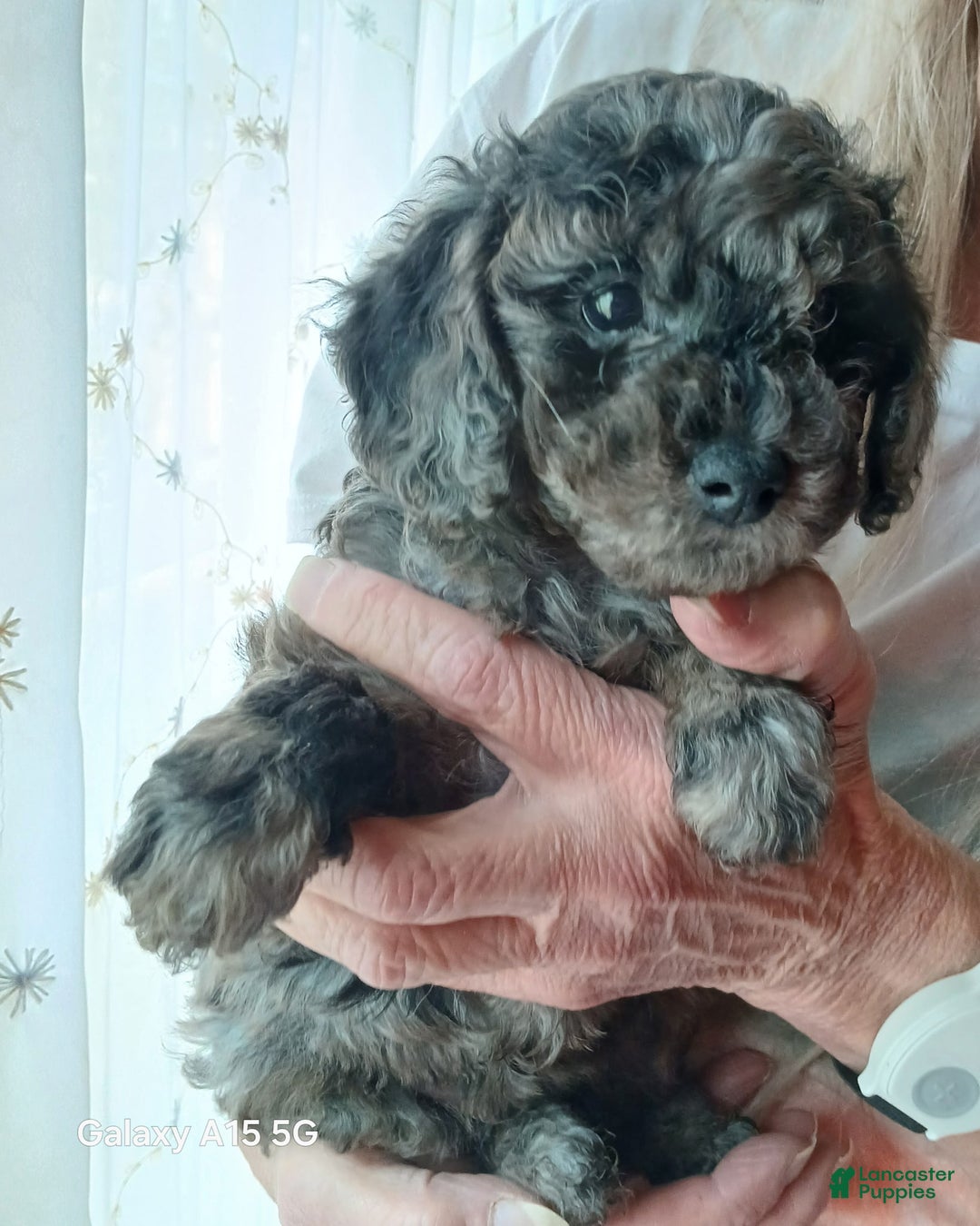 Toy Poodle dogs for sale: Toy Poodle Puppy 2 Annie  - Ad 1