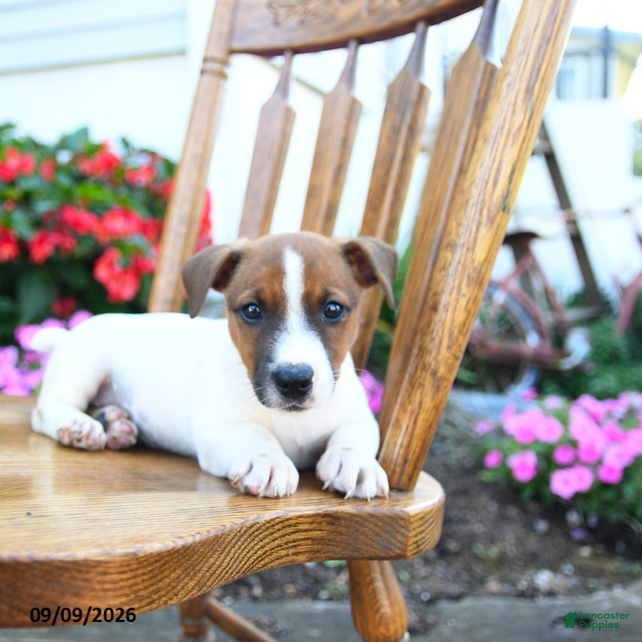 Jack Russell Terrier dogs Fudge  - Ad 2