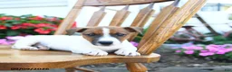 Jack Russell Terrier dogs for sale: Fudge  - Ad 2