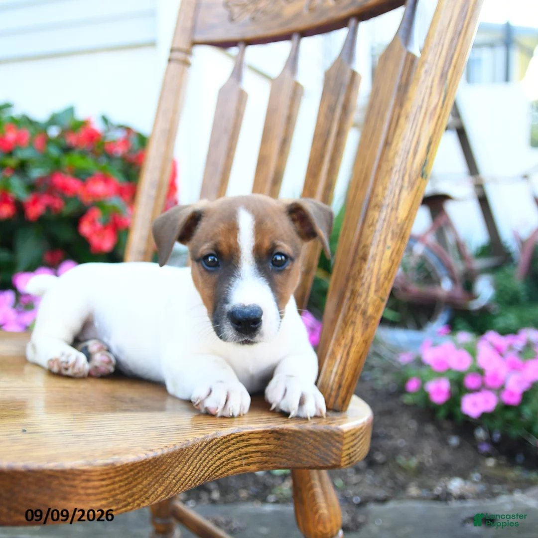 Jack Russell Terrier dogs for sale: Fudge  - Ad 2