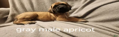 English Mastiff Puppy 5