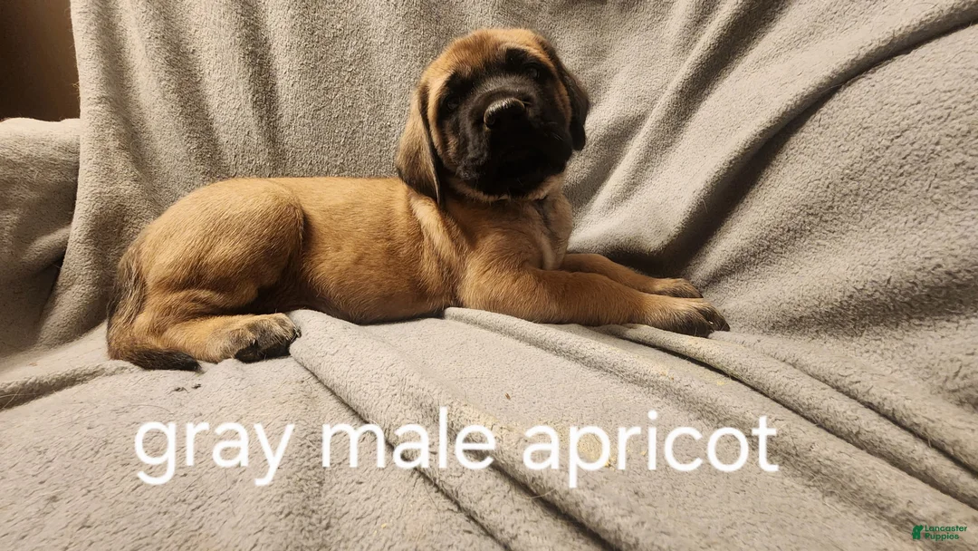 English Mastiff dogs for sale: English Mastiff Puppy 5 - Ad 1