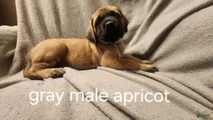English Mastiff Puppy 5