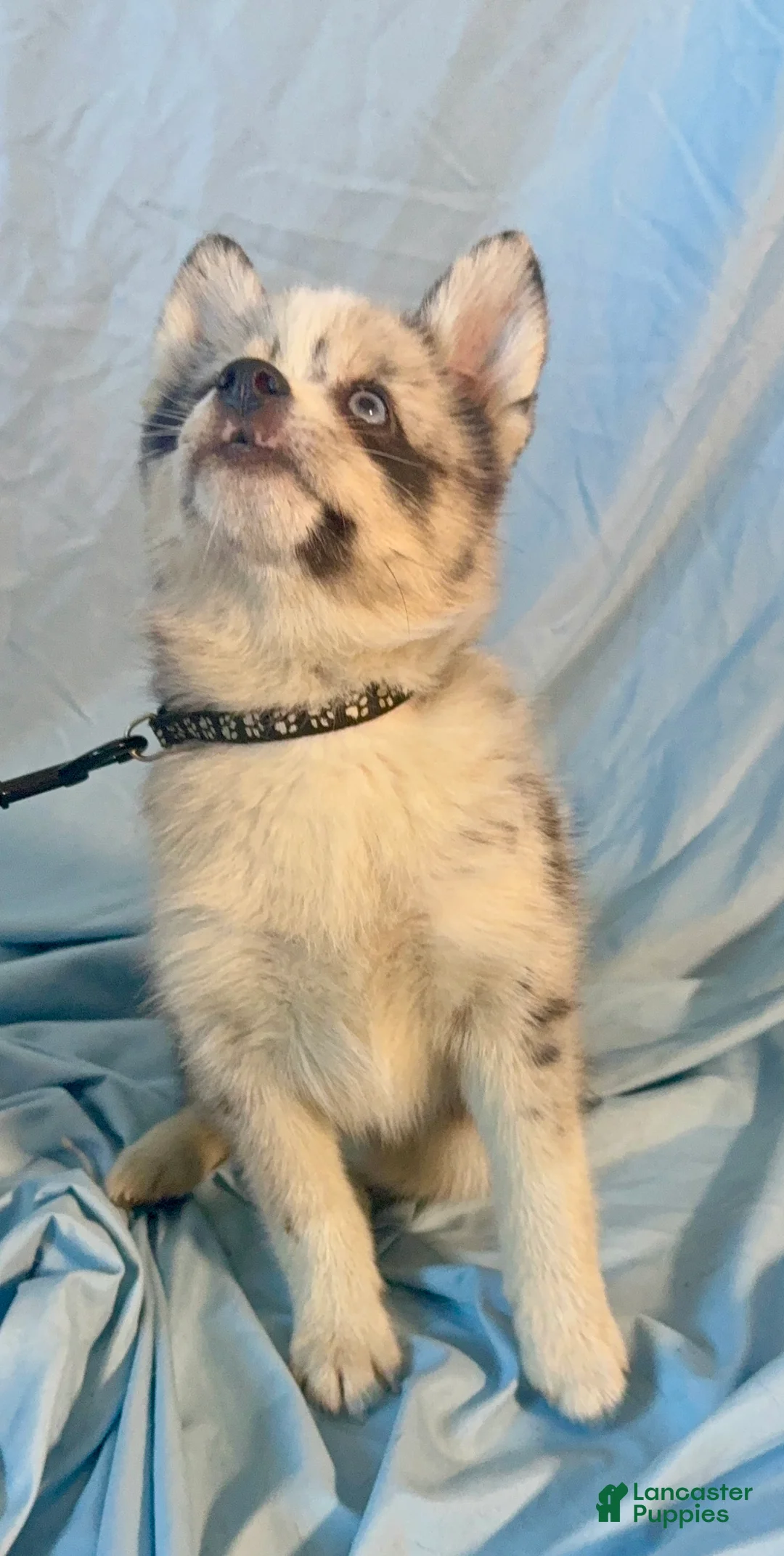 Mixed Breed dogs for sale: Beau - Merle Boy  - Ad 2