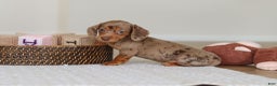 Miniature Dachshund dogs for sale: Bella - Ad 9