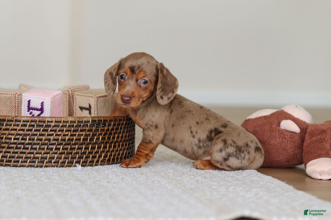 Miniature Dachshund dogs for sale: Bella - Ad 9