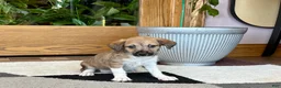 Mixed Breed dogs for sale: Italian greyhound/Havanese Sally  - Ad 12