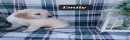 Golden Retriever dogs for sale: Emily - Ad 3