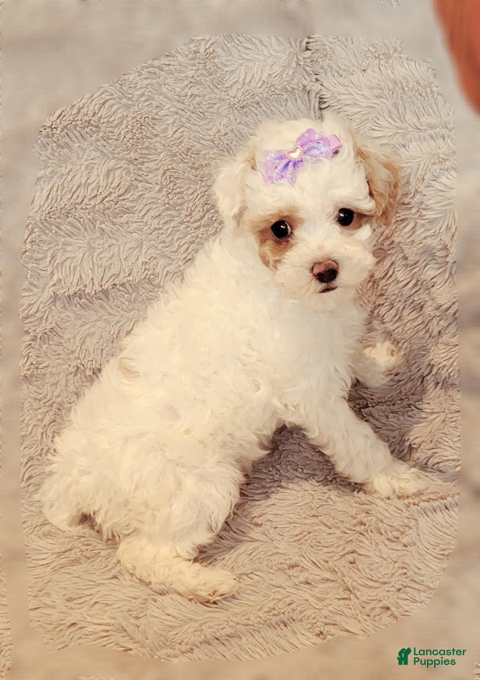 Miniature Poodle dogs Echo  - Ad 8