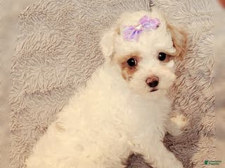 Miniature Poodle dogs Echo - Ad 3