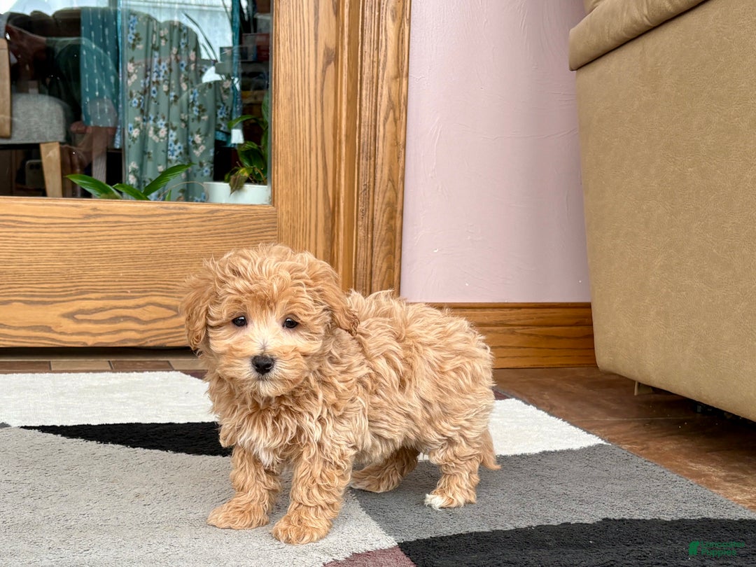 Maltipoo dogs for sale: Tigger  - Ad 8