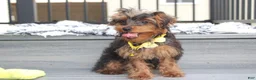 Yorkiepoo dogs for sale: Enzo - Ad 4