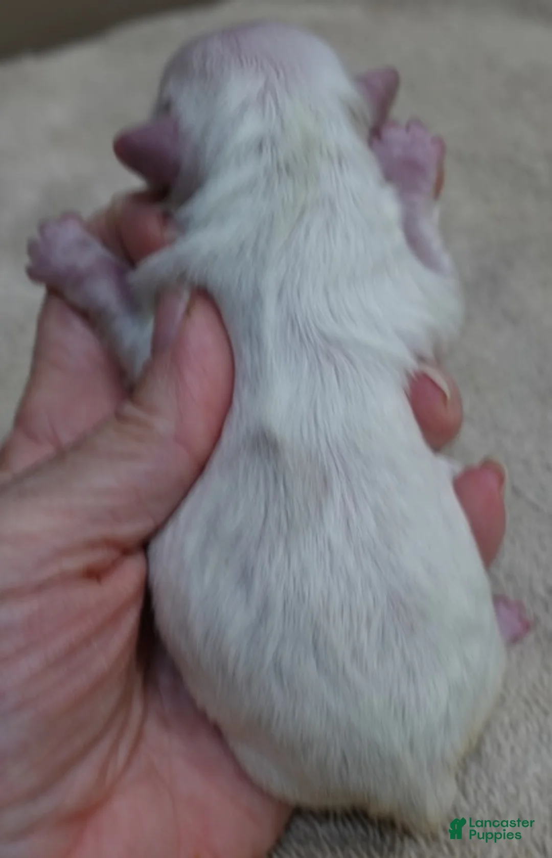 Maltese dogs for sale: Evee - Ad 2