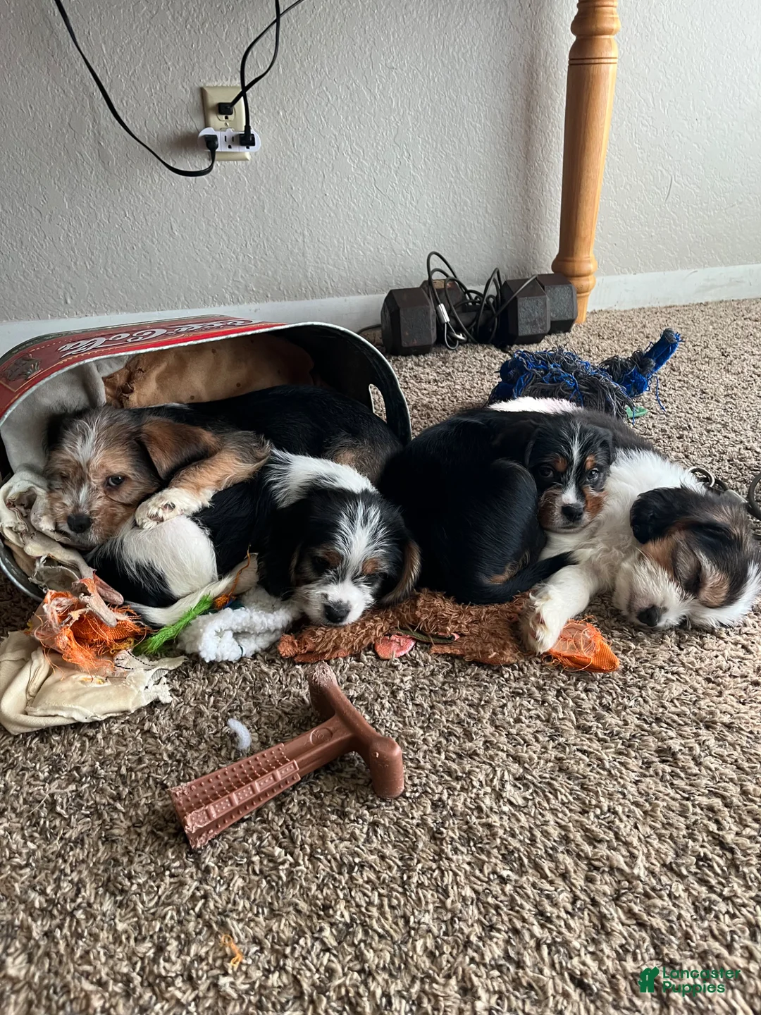Mixed Breed dogs for sale: Mixed Breed Puppy 2 - Ad 6