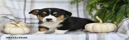 Welsh Corgi Pembroke dogs for sale: Echo - Ad 5