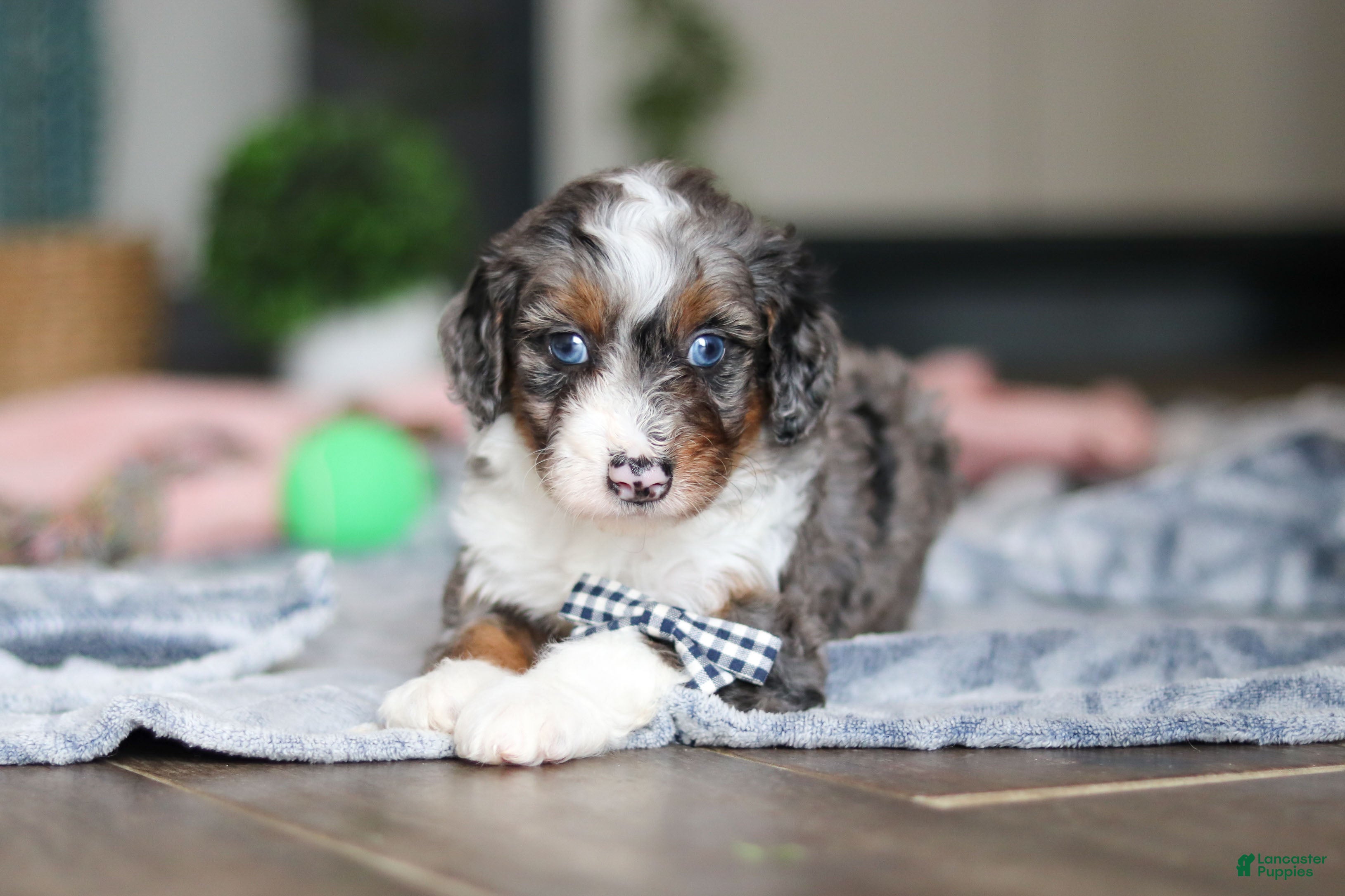 Mini Bernedoodle dogs Dylan - Ad 2
