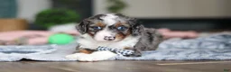 Mini Bernedoodle dogs for sale: Dylan - Ad 2
