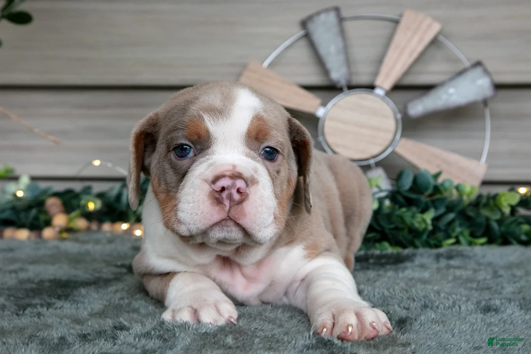 Beabull dogs for sale: Sienna - Ad 2