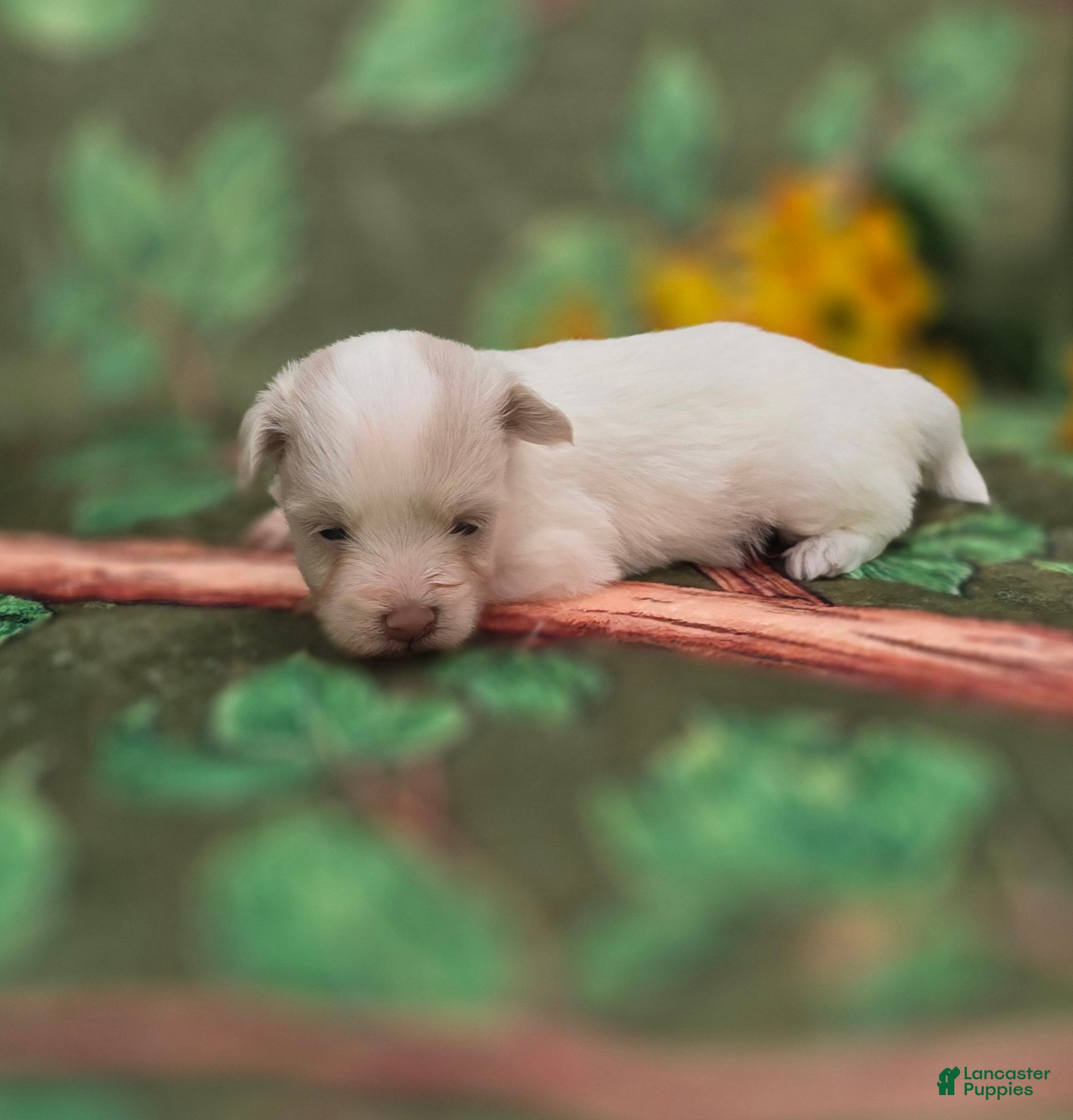 Mixed Breed dogs Blanca - Ad 2