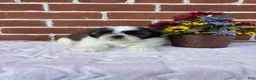 Shih Tzu dogs for sale: Wendy - Ad 4