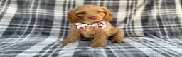 Cockapoo dogs for sale: Trout - Ad 3