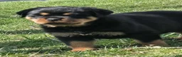 Rottweiler dogs for sale: Mr Big Bro - Ad 1