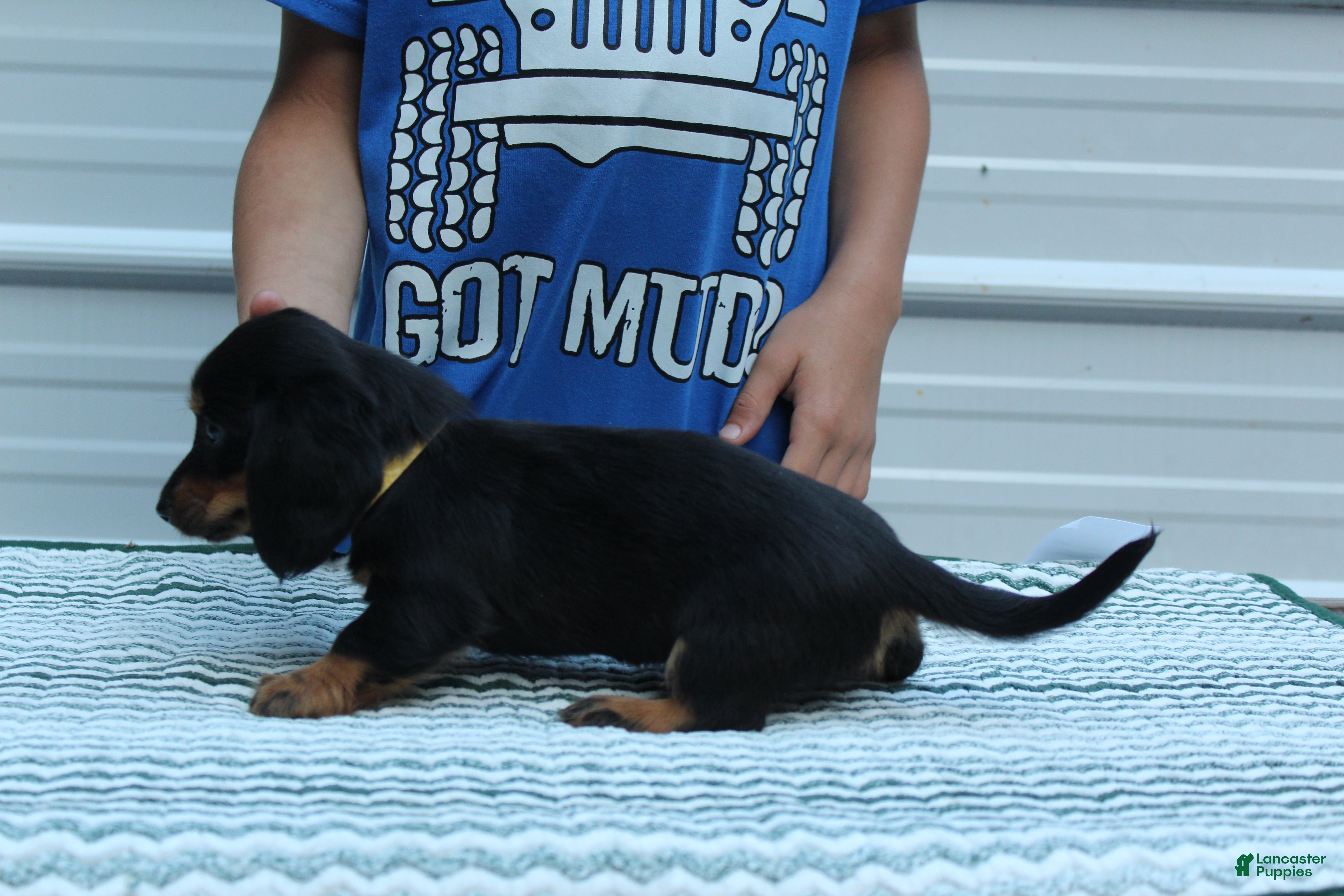Miniature Dachshund dogs Marcy - Ad 1