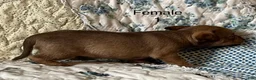 Chiweenie dogs for sale: Chiweenie 6 - Ad 18