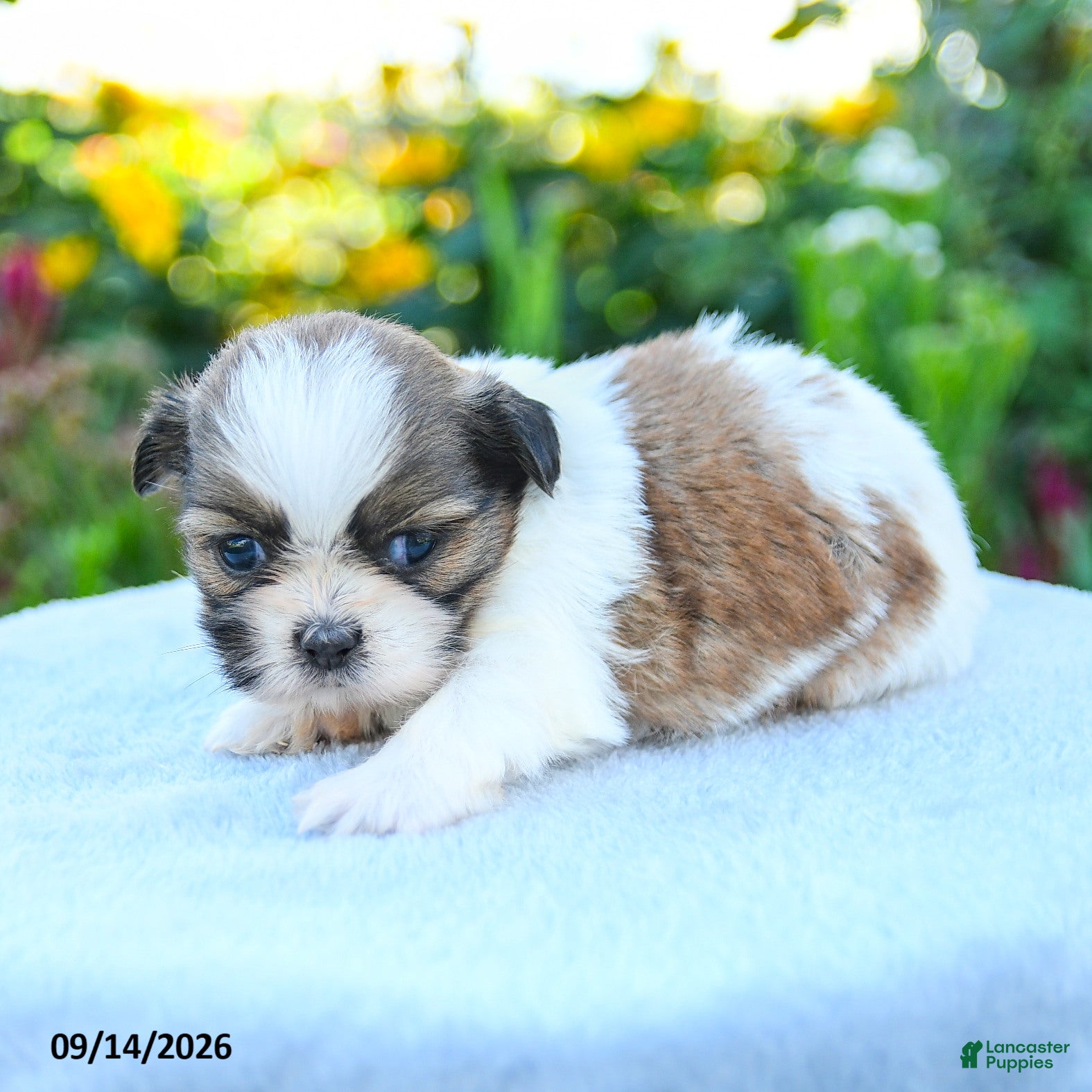 Shih Tzu dogs Maya - Ad 2