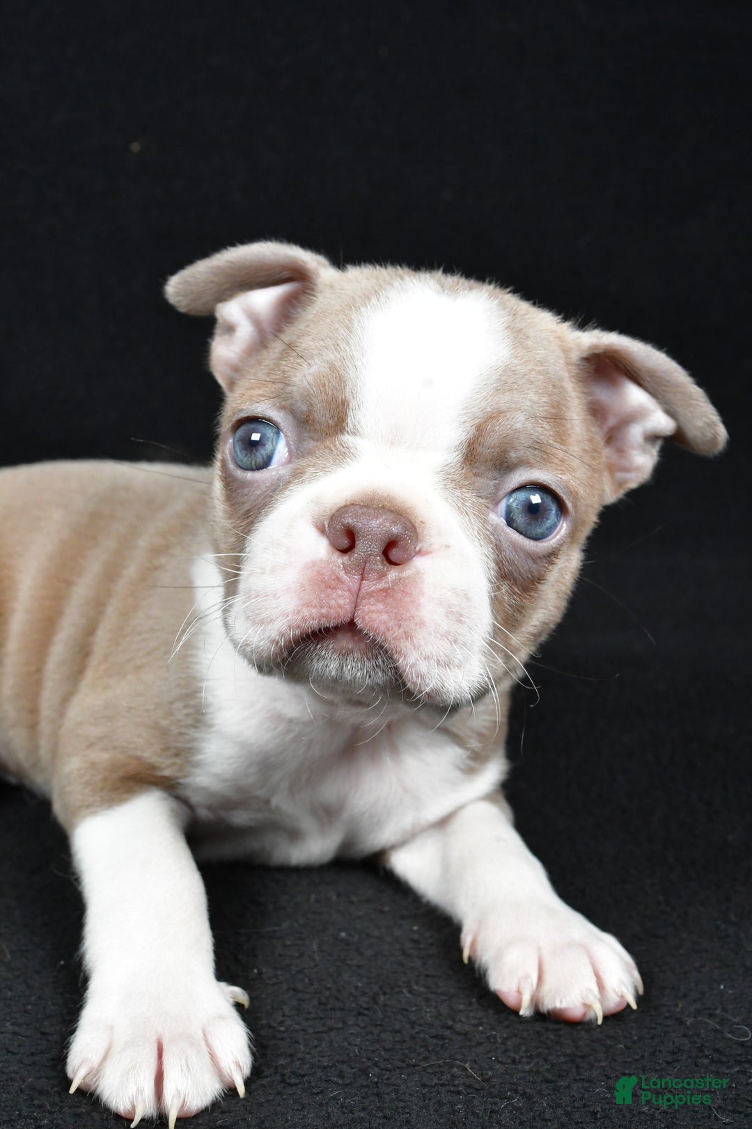 Boston Terrier dogs for sale: Lily - Ad 3