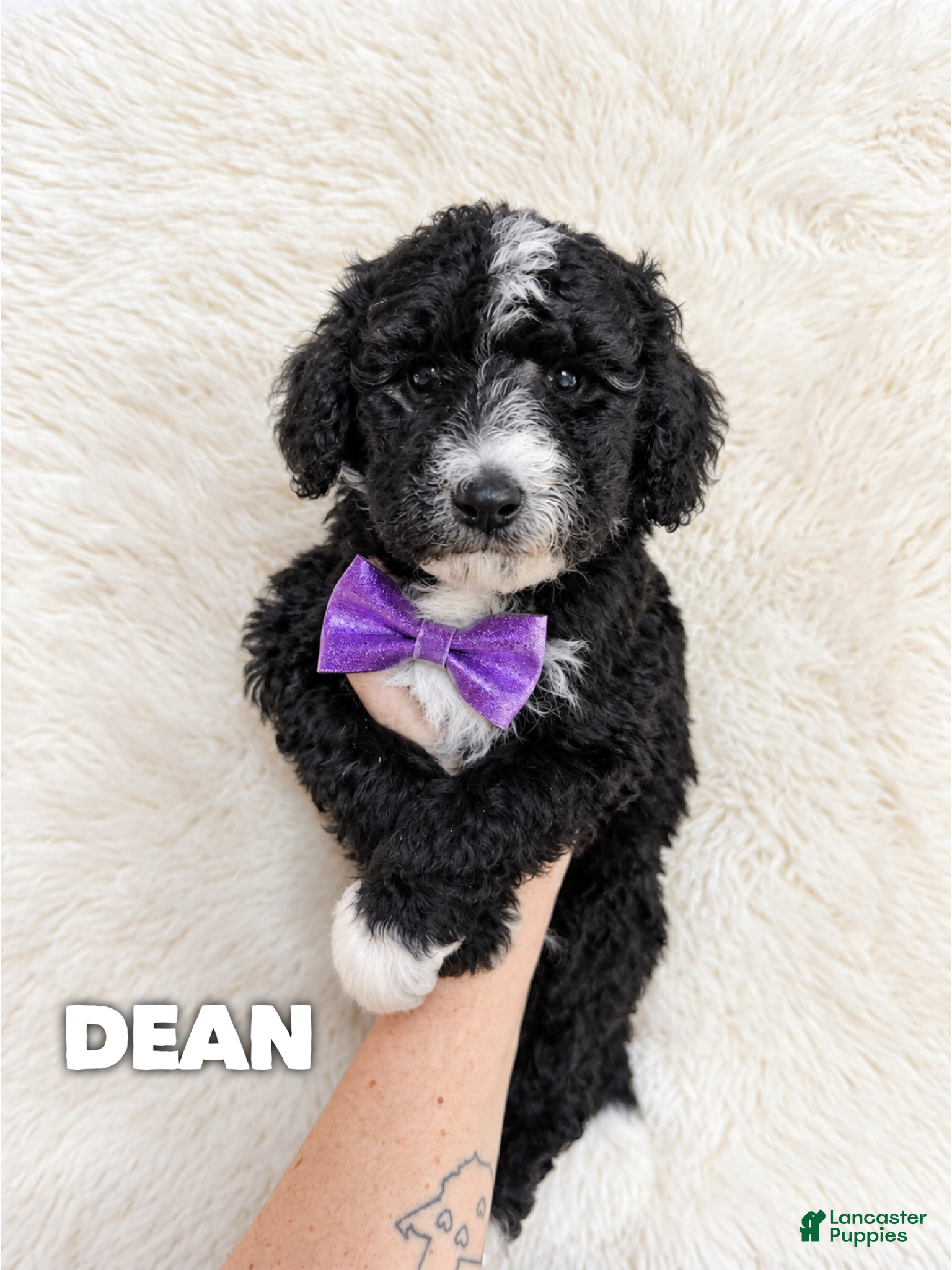 Aussiedoodle dogs for sale: Dean - standard f1b - Ad 34