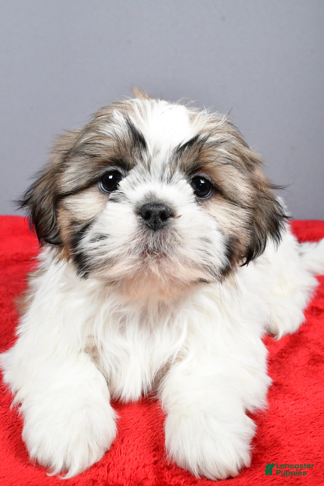 Shih Tzu dogs for sale: Maddie - Ad 2
