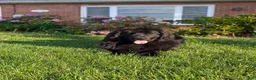 Newfoundland dogs for sale: Haven - Ad 26
