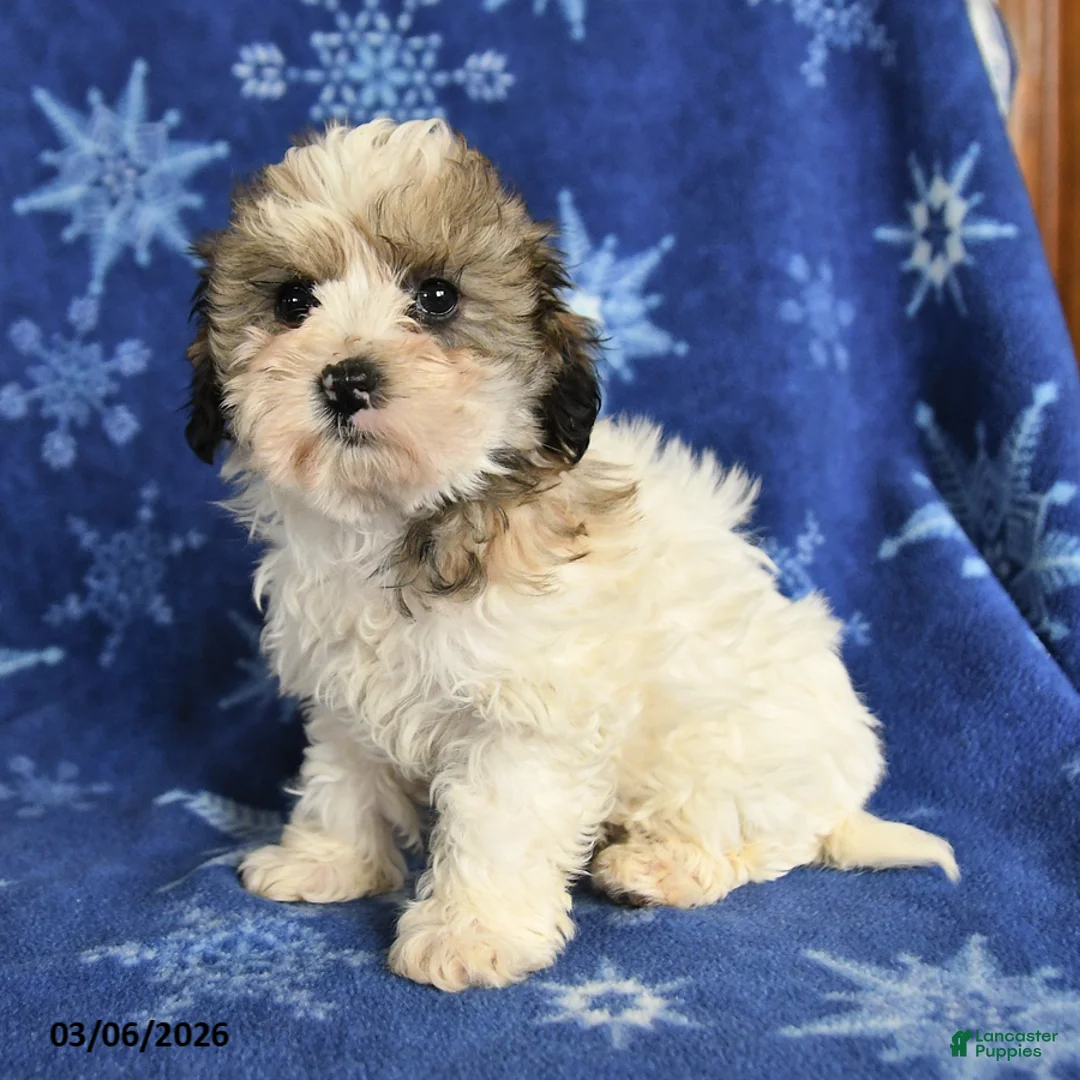 Maltipoo dogs for sale: Maggie - Ad 2