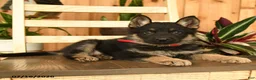 German Shepherd dogs for sale: Jeremiah  - Ad 2