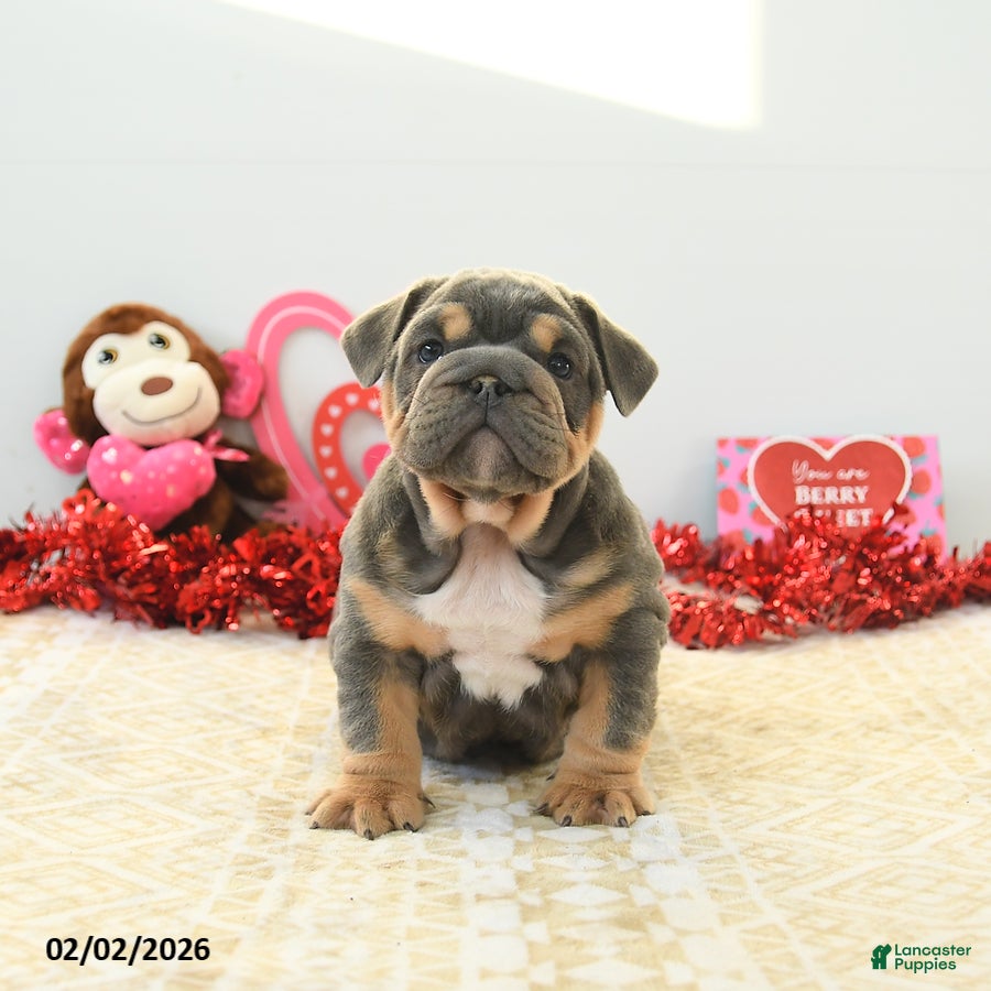 English Bulldog dogs Bruiser - Ad 2