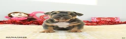 English Bulldog dogs for sale: Bruiser - Ad 2