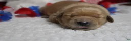 Golden Retriever dogs for sale: Bagel  - Ad 2