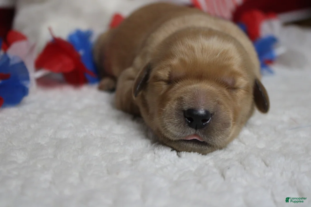 Golden Retriever dogs for sale: Bagel  - Ad 2