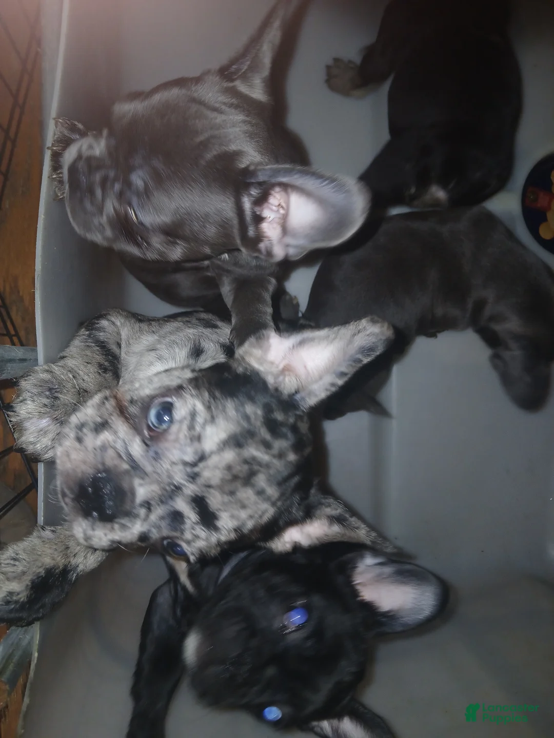 French Bulldog dogs for sale: Luke - Ad 4