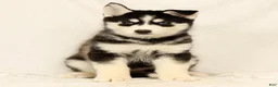 Gerberian Shepsky dogs for sale: Sandy - Ad 5