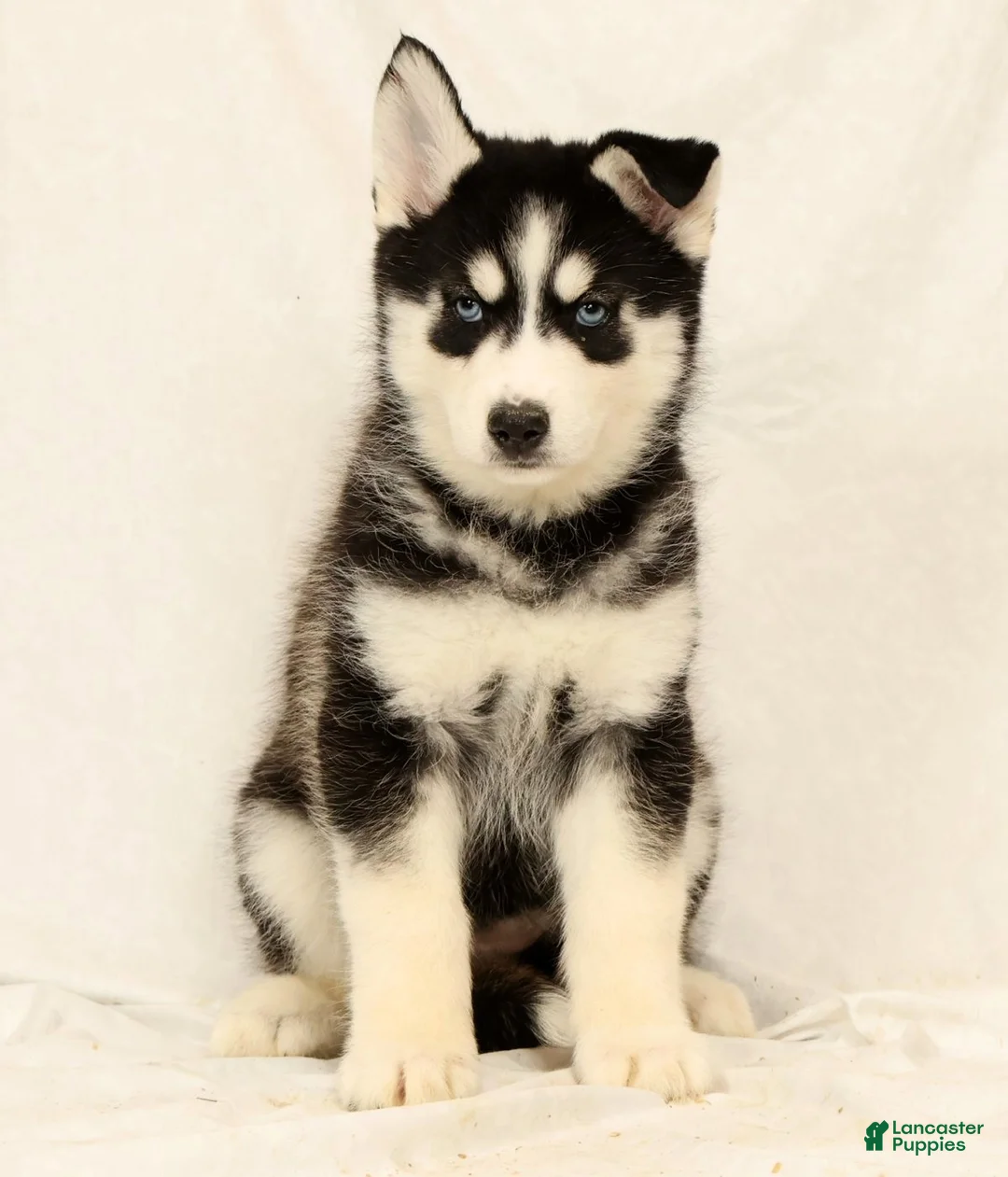 Gerberian Shepsky dogs for sale: Sandy - Ad 5