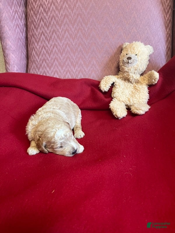 Mini Goldendoodle dogs Lenny - Ad 4