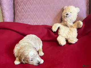 Mini Goldendoodle dogs Lenny - Ad 4