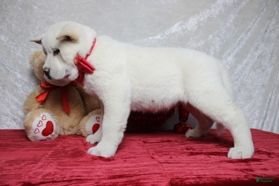 Akita dogs for sale: Jack  - Ad 8