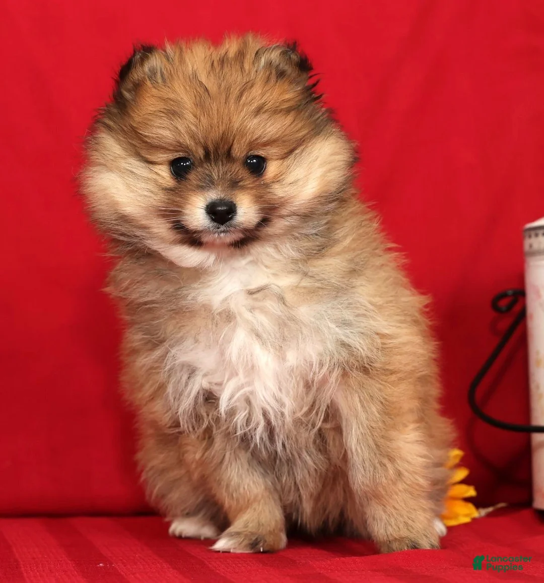 Pomeranian dogs for sale: Daisy - Ad 3