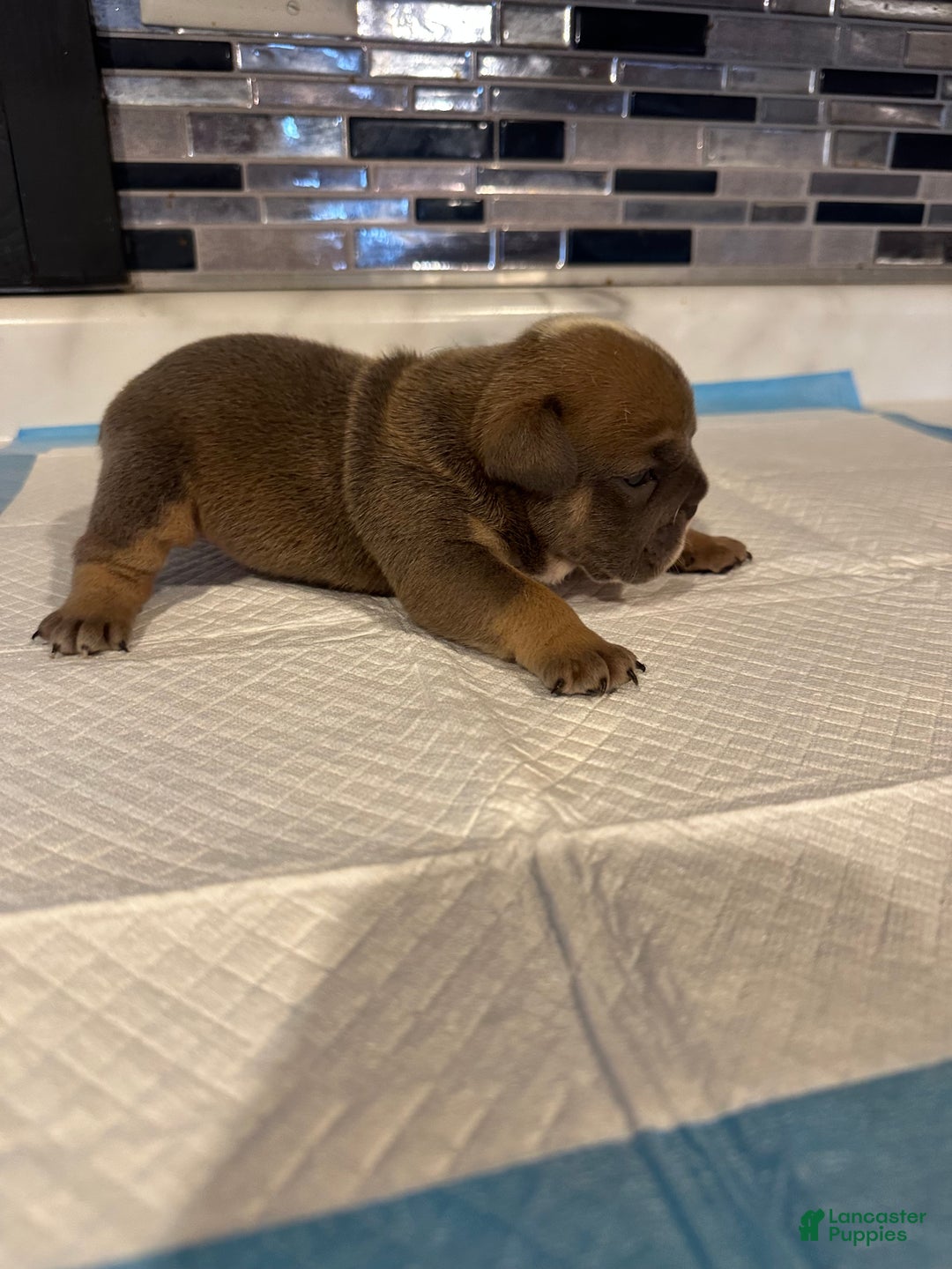 English Bulldog dogs for sale: Blue fawn Tri Girl  - Ad 2